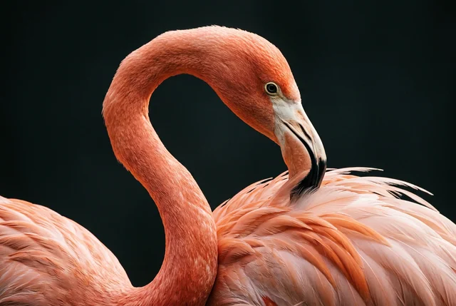 Wildlife close-up: Editorial flamingo portrait with sculptural coral neck